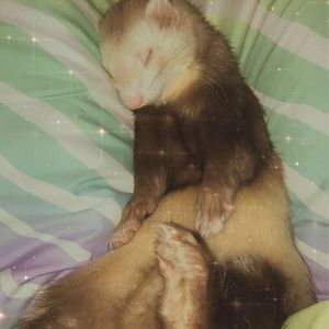 Meet your Posher, Alexis